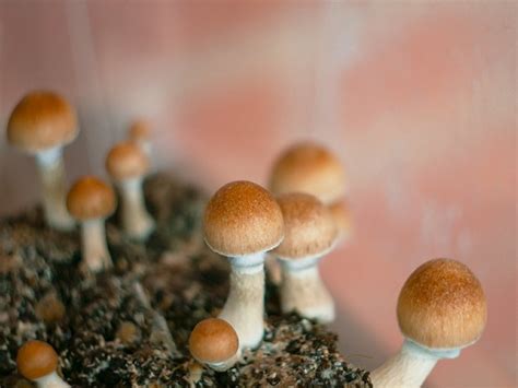 The Role of Etsy in the Magic Mushroom Spores Community